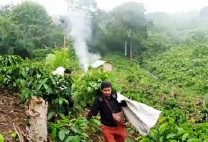 Ladang ganja siap panen seluas satu hektar ditemukan di Desa Lubuk Alai Kecamatan Sindang Beliti Ulu, Rejang Lebong (Foto : Istimewa)