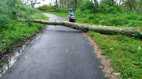 Pohon tumbang di Kecamatan Kabawetan akibat diterjang angin kencang pada pekan lalu (Foto: Istimewa)
